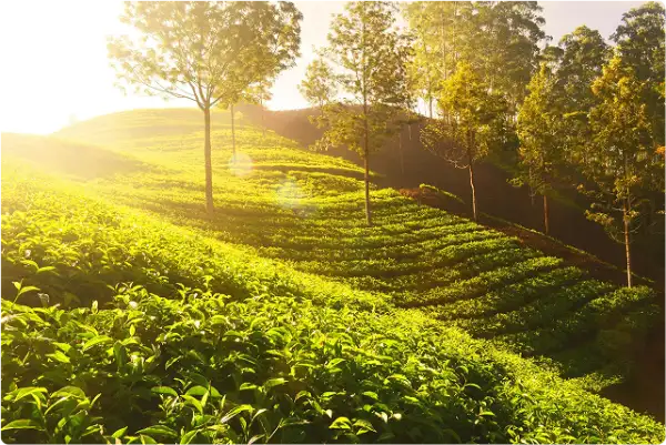 Munnar